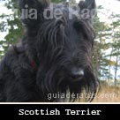 Cairn Terrier