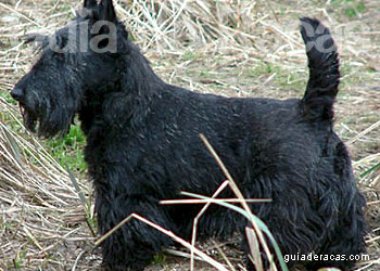 Scottish Terrier