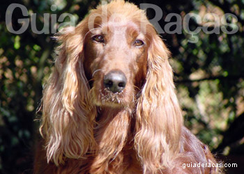 Setter Irlandês