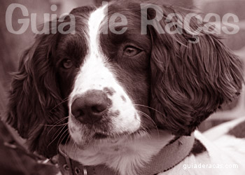 Springer Spaniel Inglês