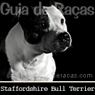 Staffordshire Bull Terrier