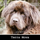 Terra Nova