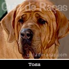 Tosa