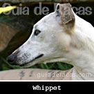 Whippet