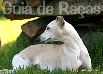 Whippet